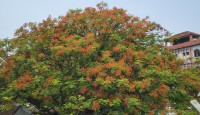 প্রকৃতিতে মুগ্ধতা ছড়াচ্ছে কৃষ্ণচূড়া ফুল